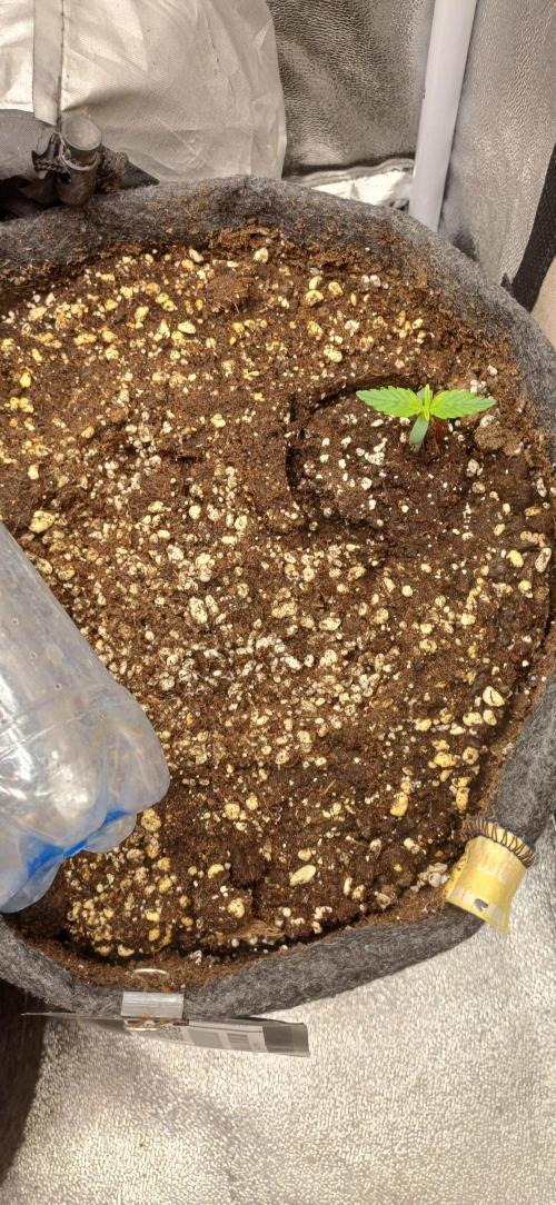 Gorilla cookies soil. Week 1