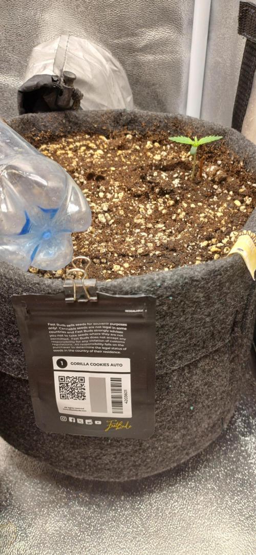 Gorilla cookies soil. Week 1