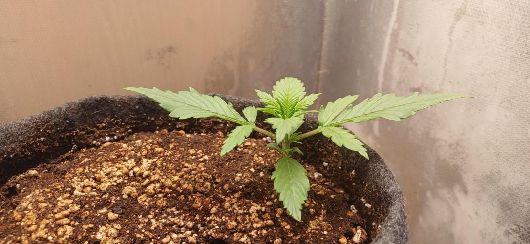 Gorilla cookies soil. Week 2