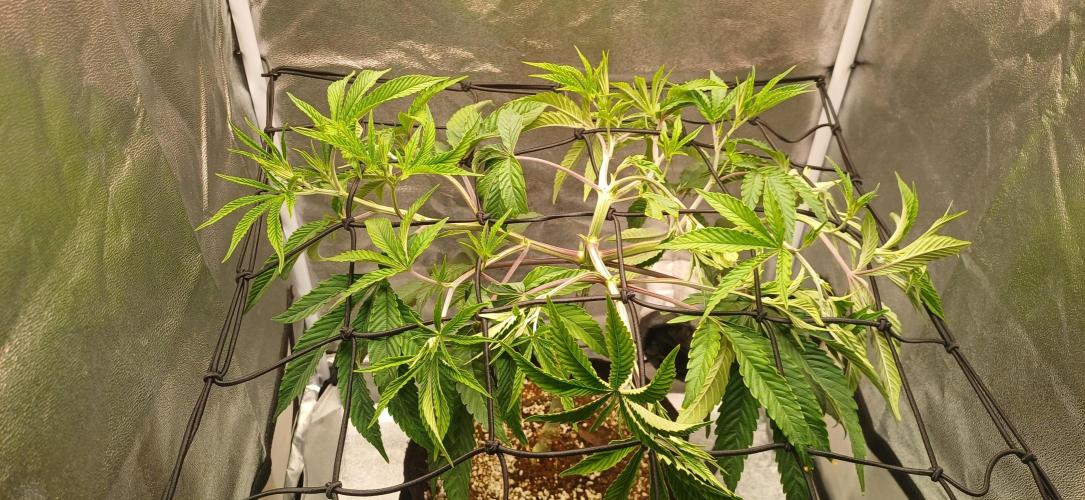 Grapes from UKHTA. Week 8