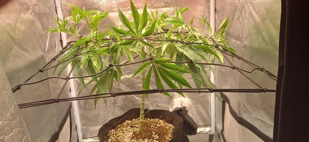 Grapes from UKHTA. Week 8