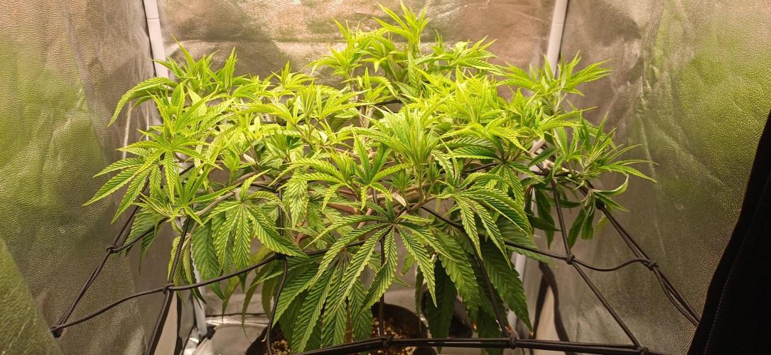 Grapes from UKHTA. Week 9