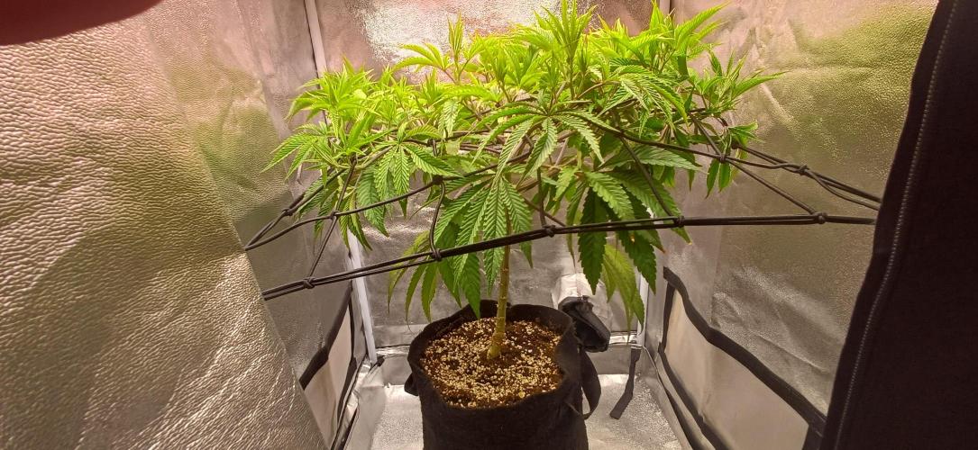 Grapes from UKHTA. Week 9