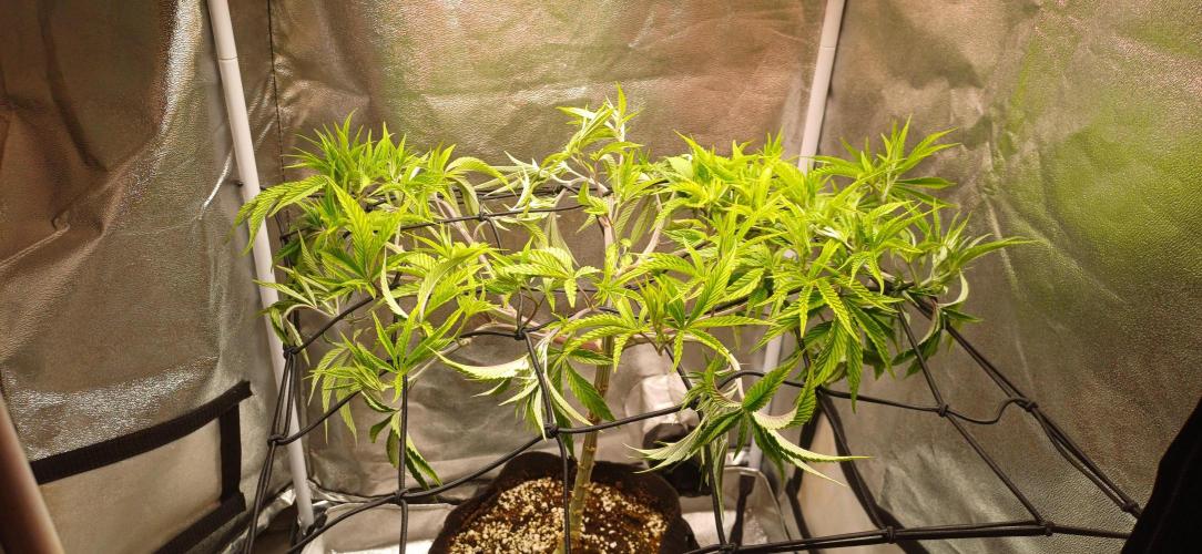Grapes from UKHTA. Week 9