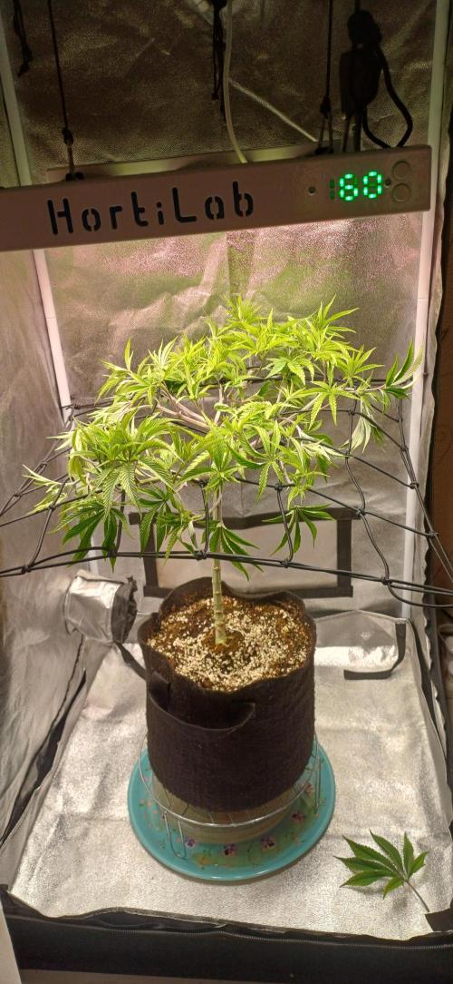 Grapes from UKHTA. Week 9