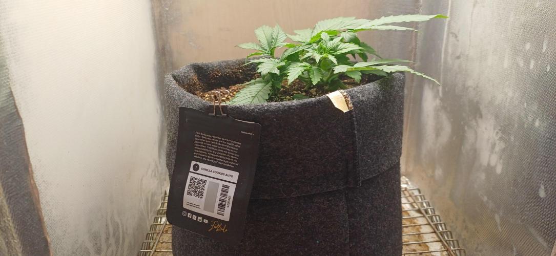Gorilla cookies soil. Week 3
