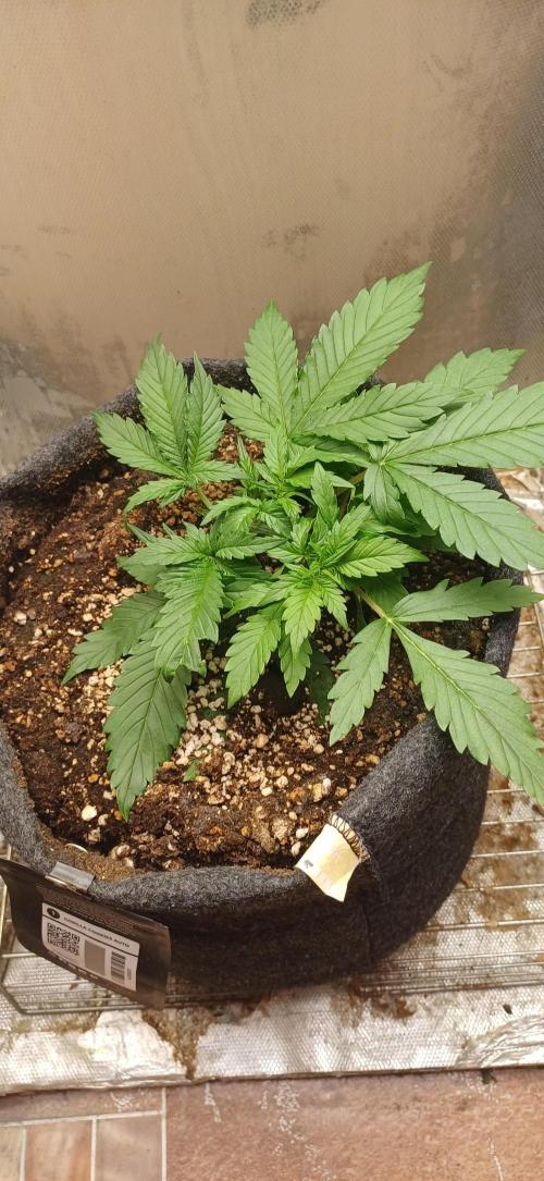 Gorilla cookies soil. Week 3