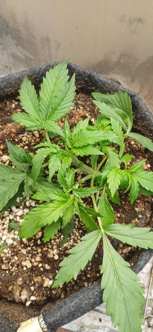 Gorilla cookies soil. Week 3