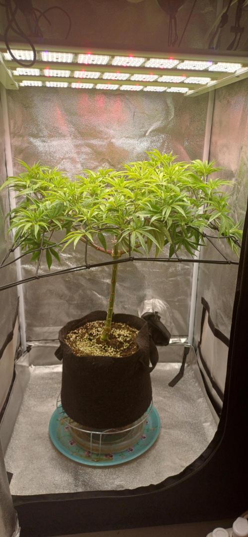Grapes from UKHTA. Week 10
