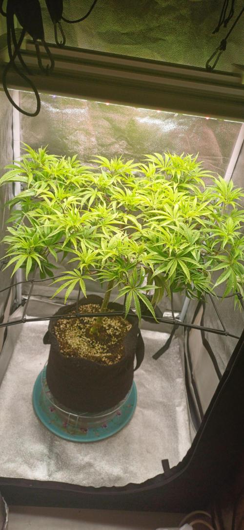 Grapes from UKHTA. Week 10