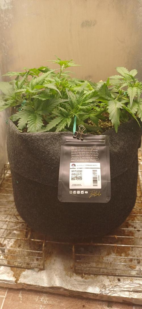 Gorilla cookies soil. Week 4
