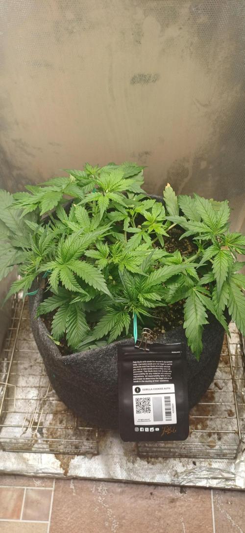 Gorilla cookies soil. Week 4
