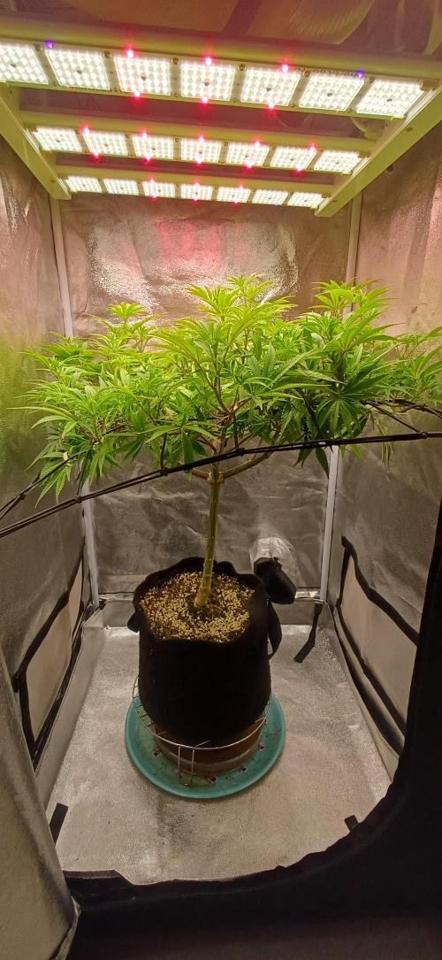 Grapes from UKHTA. Week 11
