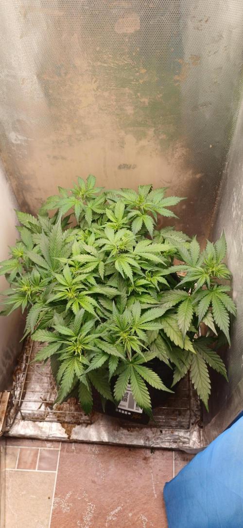 Gorilla cookies soil. Week 5