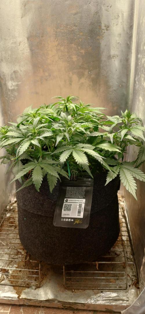 Gorilla cookies soil. Week 5