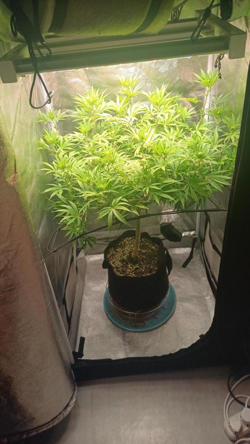 Grapes from UKHTA. Week 12