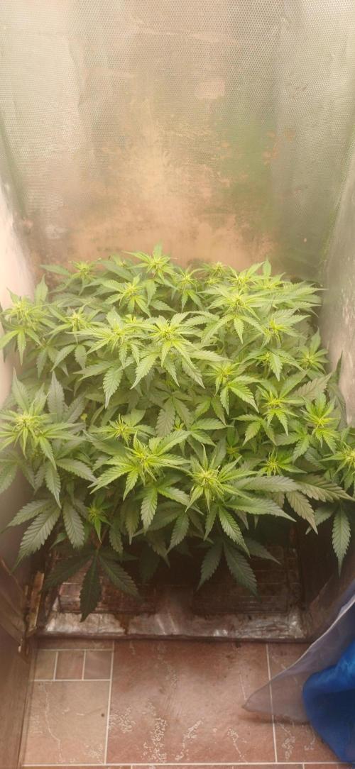 Gorilla cookies soil. Week 6