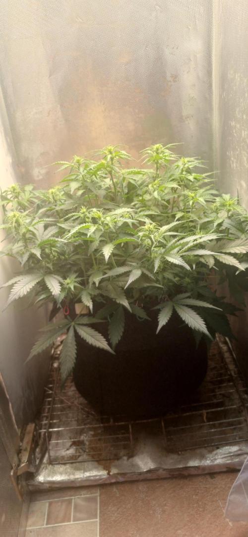 Gorilla cookies soil. Week 6