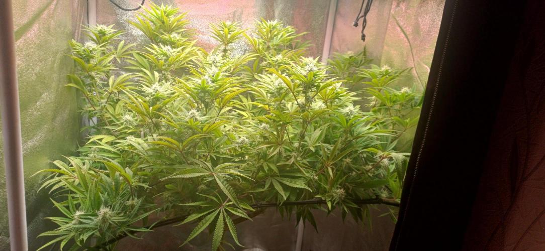 Grapes from UKHTA. Week 13