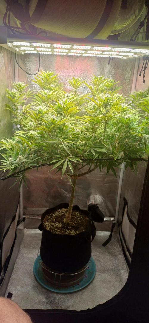 Grapes from UKHTA. Week 13