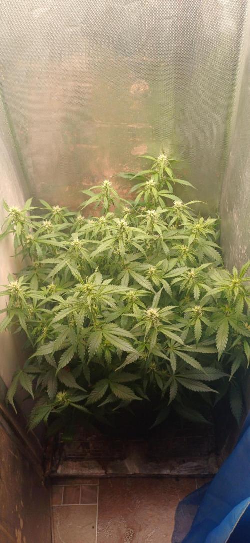 Gorilla cookies soil. Week 7