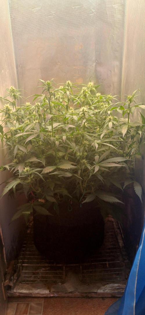 Gorilla cookies soil. Week 7