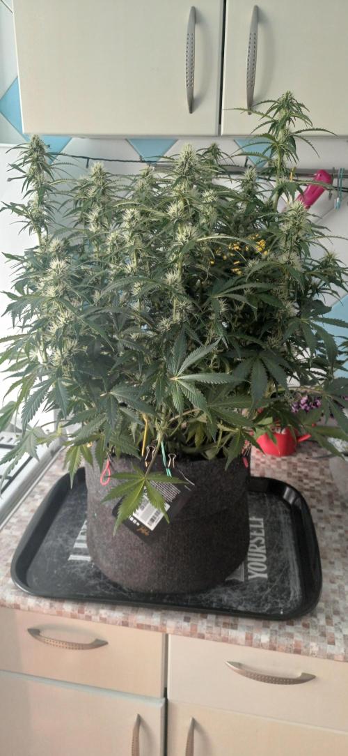 Gorilla cookies soil. Week 8