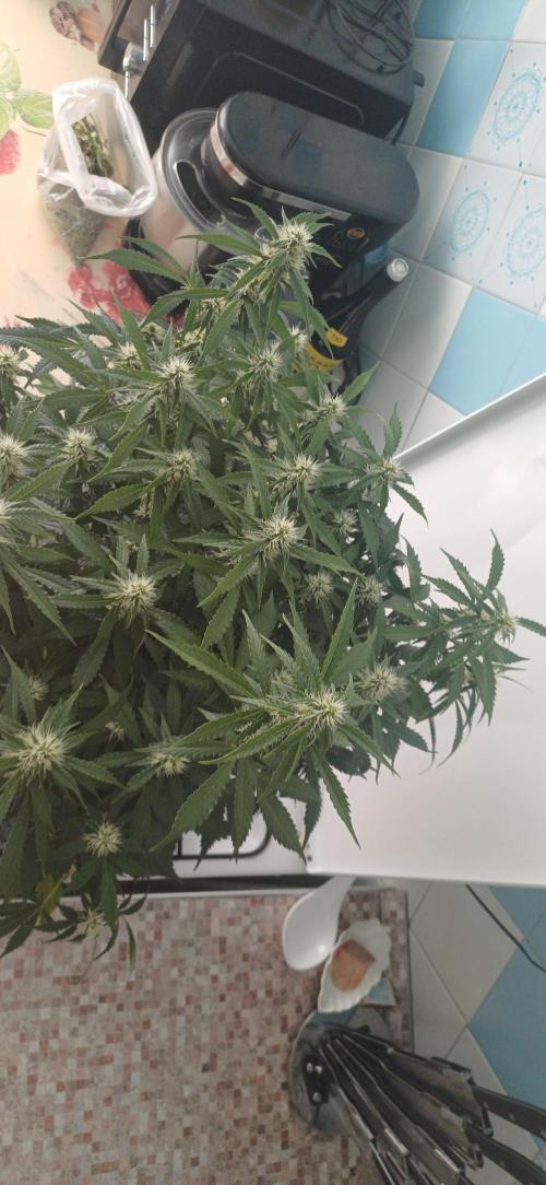 Gorilla cookies soil. Week 8