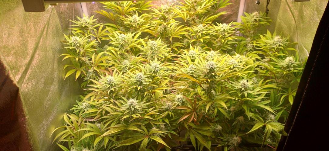 Grapes from UKHTA. Week 14