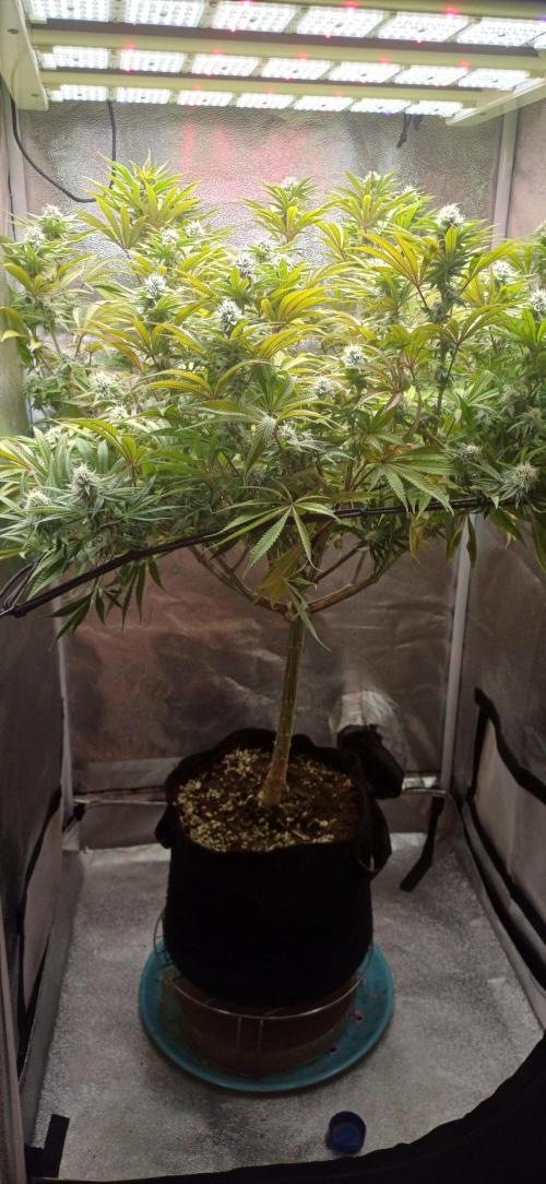 Grapes from UKHTA. Week 14
