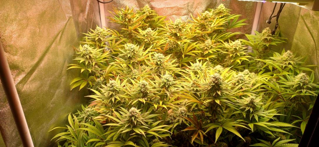 Grapes from UKHTA. Week 15