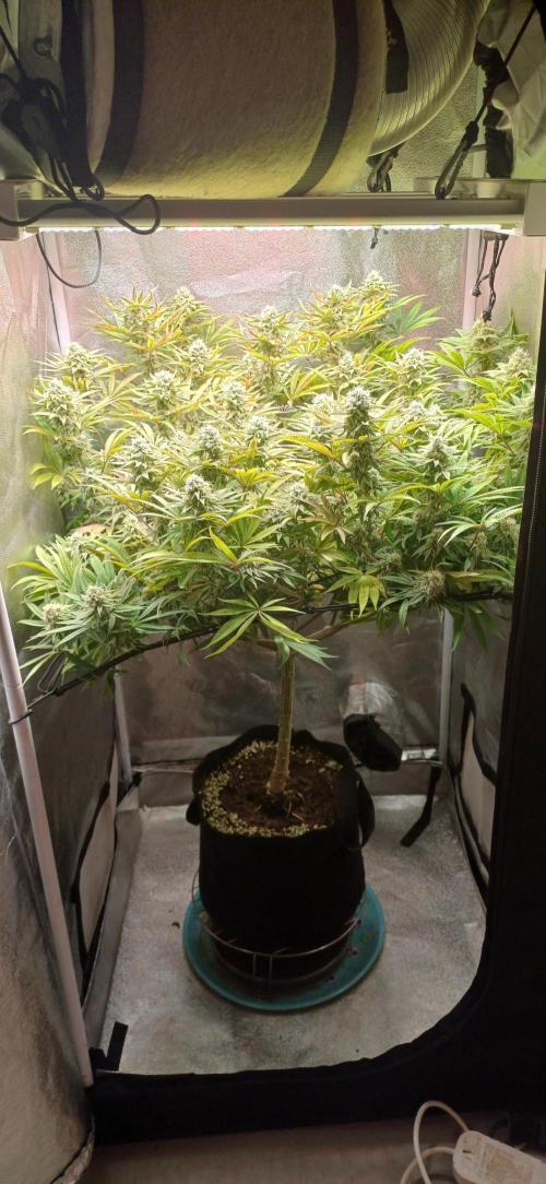 Grapes from UKHTA. Week 15