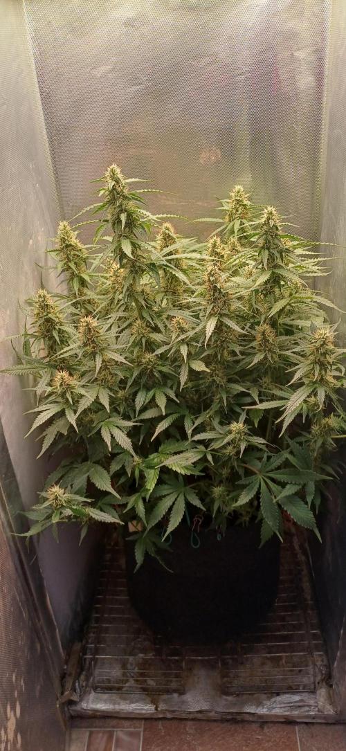 Gorilla cookies soil. Week 9