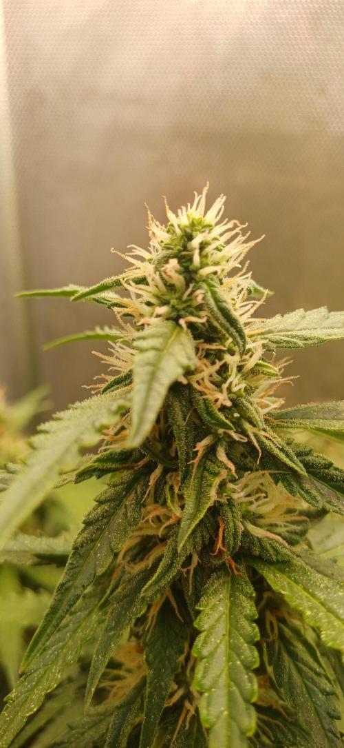 No name . Week 9