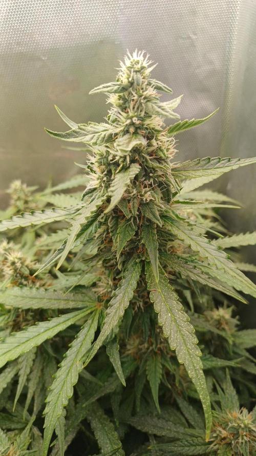 Gorilla cookies soil. Week 10