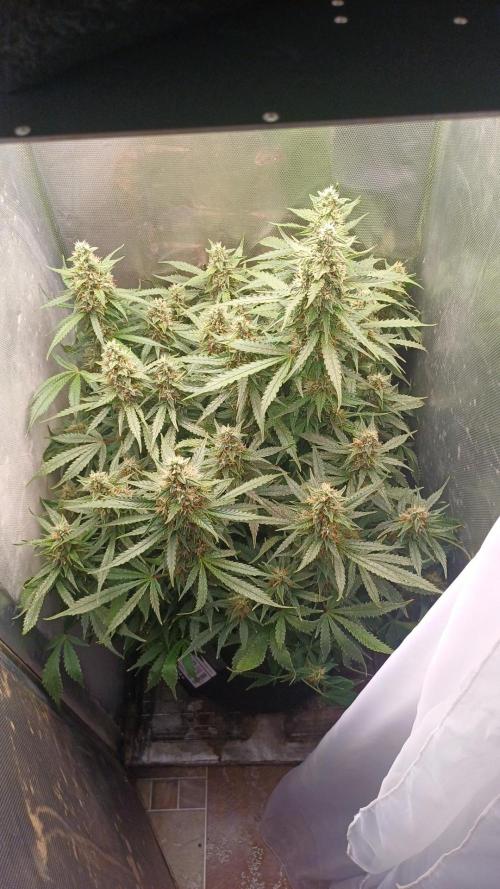 Gorilla cookies soil. Week 10
