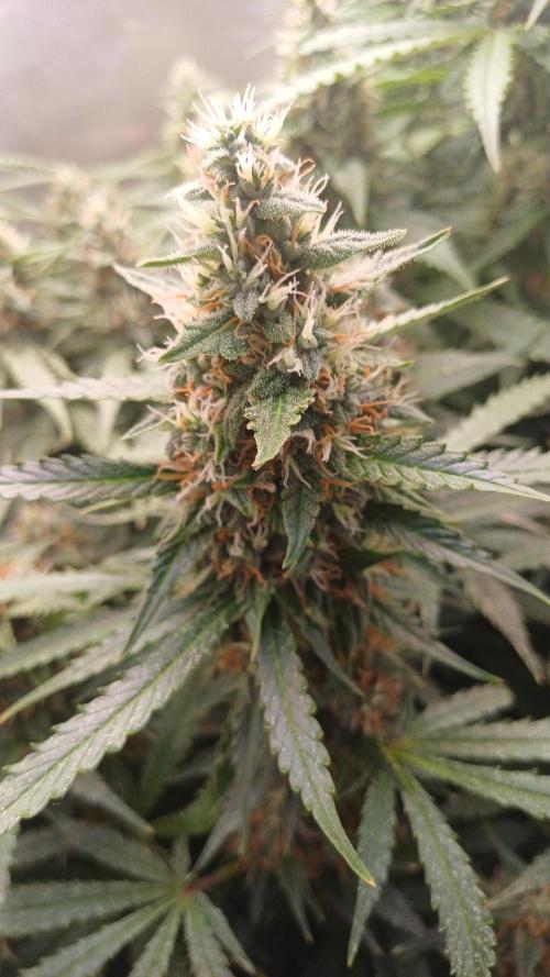 Gorilla cookies soil. Week 10