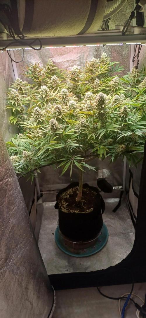Grapes from UKHTA. Week 16