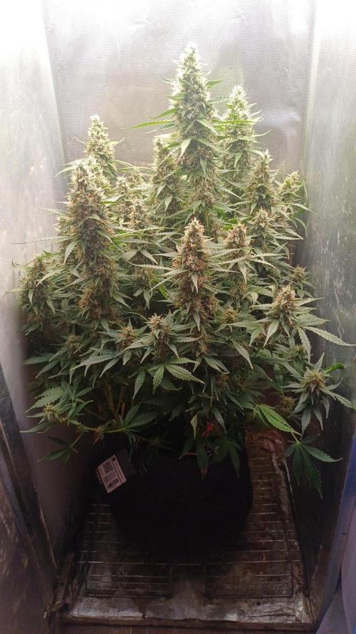 Gorilla cookies soil. Week 11