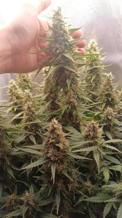 Gorilla cookies soil. Week 11