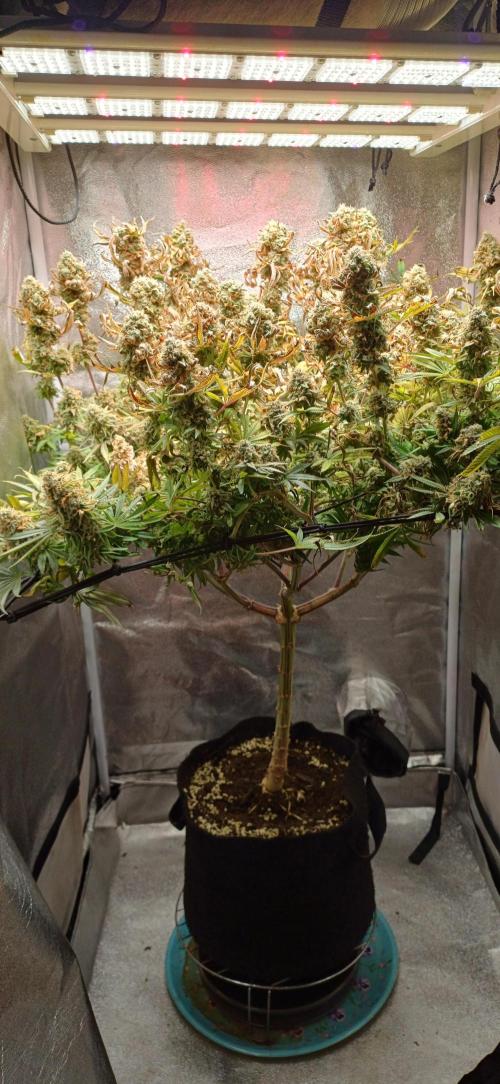 Grapes from UKHTA. Week 17