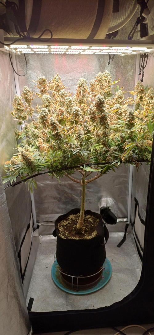 Grapes from UKHTA. Week 18