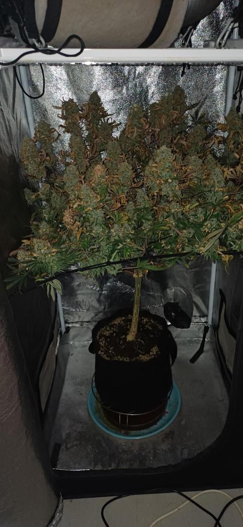 Grapes from UKHTA. Week 18