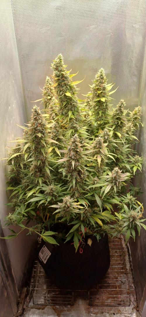 Gorilla cookies soil. Week 12