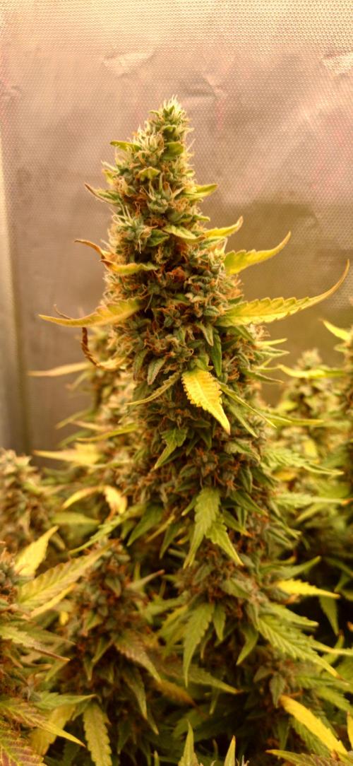 Gorilla cookies soil. Week 12