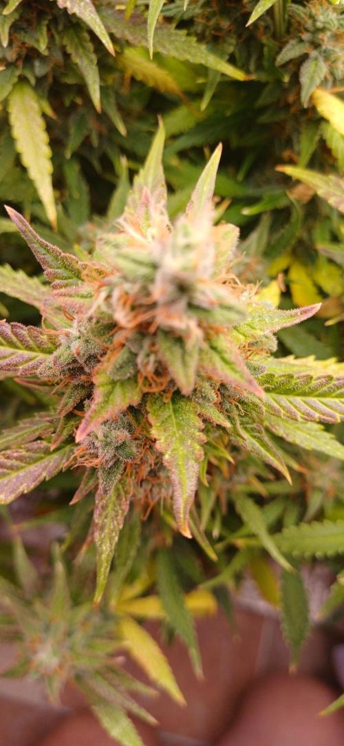 Gorilla cookies soil. Week 12