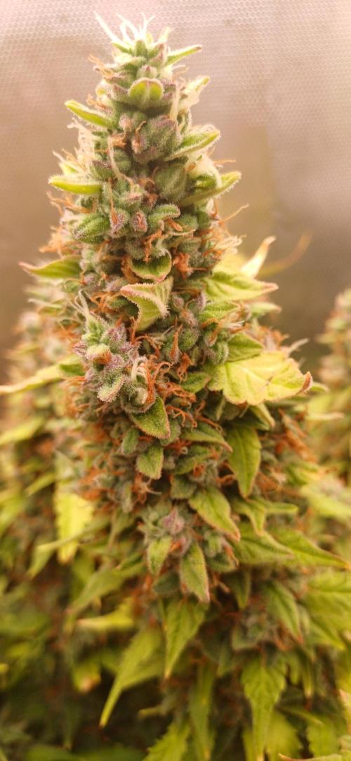 Gorilla cookies soil. Week 13