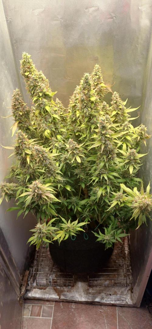 Gorilla cookies soil. Week 13