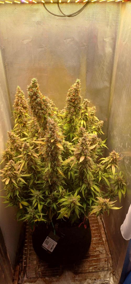 Gorilla cookies soil. Week 14