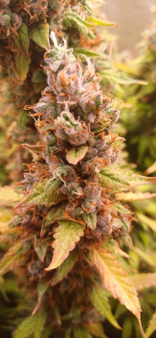 Gorilla cookies soil. Week 14